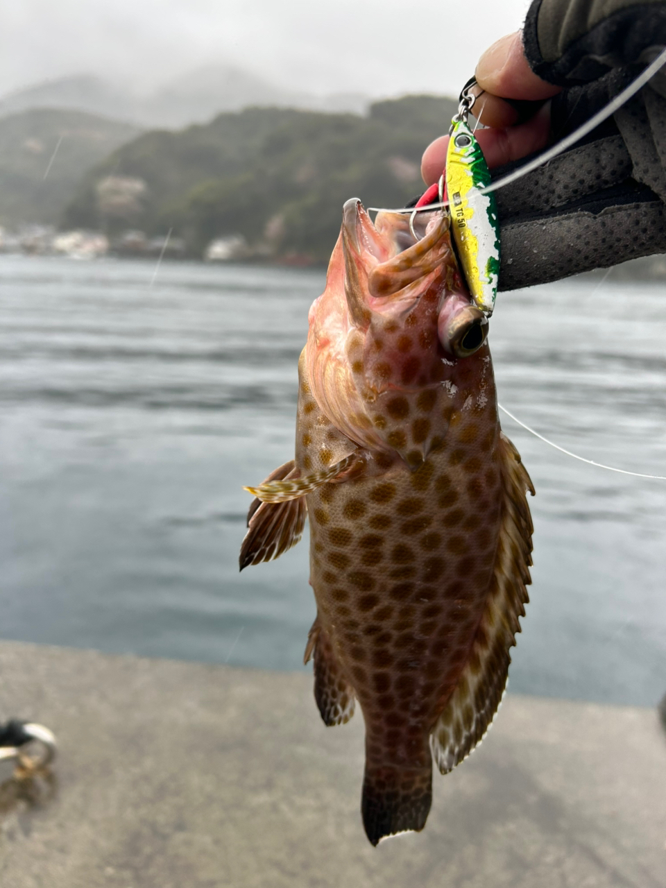 DAIWA 23BG SW 5000D-CXHの最安値・インプレ・釣果 | 本音の DAIWA 23BG SW 5000D-CXHの最安値・インプレ・釣果 | 本音の