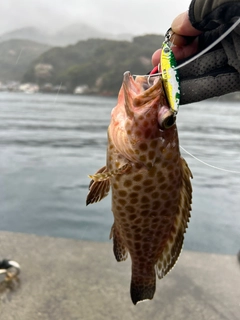 オオモンハタの釣果