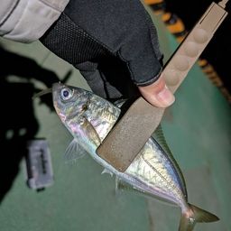 アジ