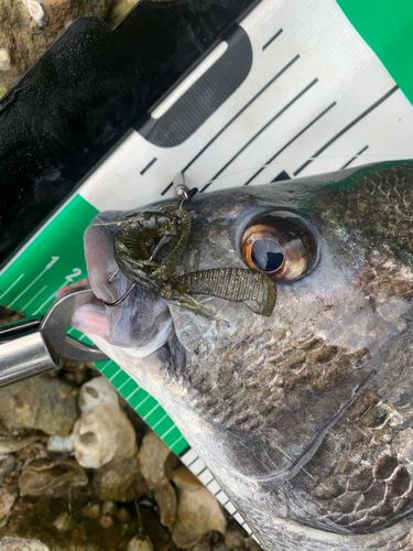 チヌの釣果