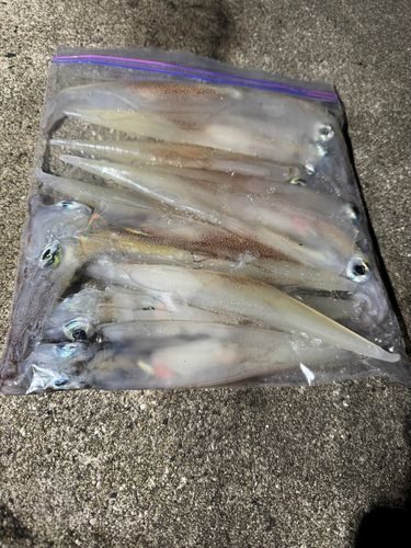ヤリイカの釣果
