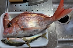 マダイの釣果