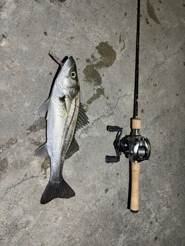 セイゴ（マルスズキ）の釣果