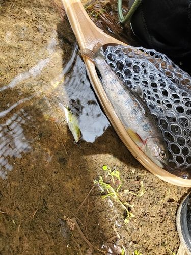 アマゴの釣果