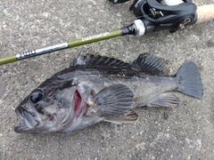 クロソイの釣果