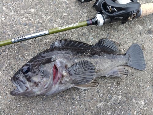 クロソイの釣果