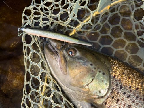 t*7様 クマタニトラスト　ヤマセ　130F テネシーシャッド クマタニトラスト Yamase130F ヤマセ130F | Fishing Tackle BLUE