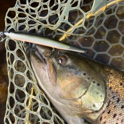 ブラウントラウト