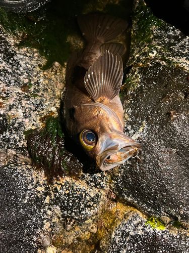 シロメバルの釣果