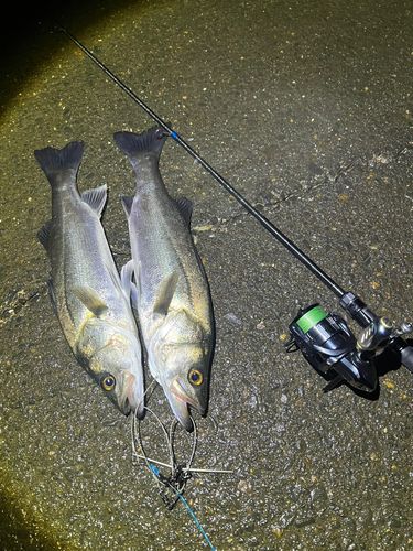 シーバスの釣果