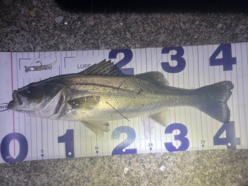 シーバスの釣果