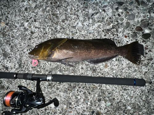 アイナメの釣果