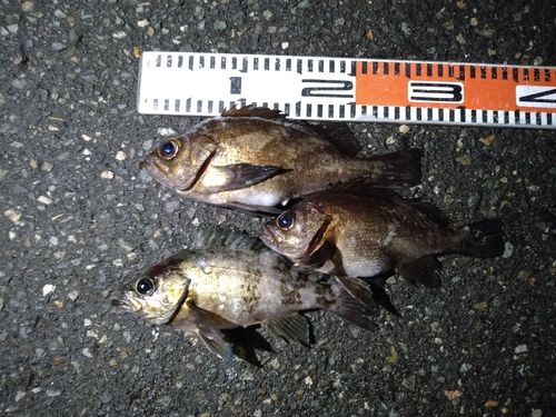 メバルの釣果