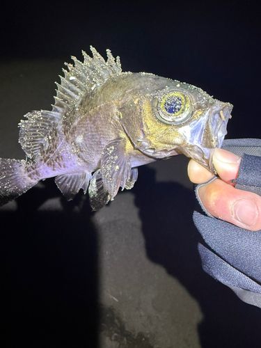 シロメバルの釣果
