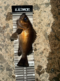 メバルの釣果