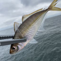 アジ