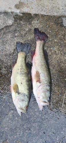 ブラックバスの釣果