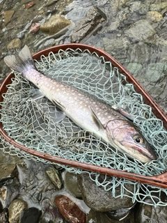 イワナの釣果