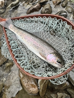 ニジマスの釣果