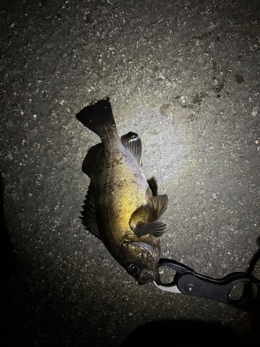 メバルの釣果