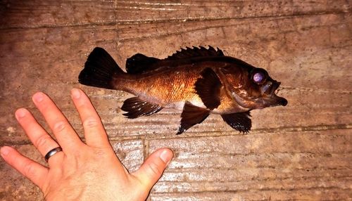 メバルの釣果