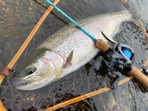 ニジマスの釣果
