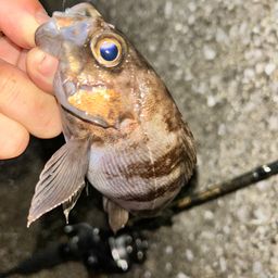 メバル