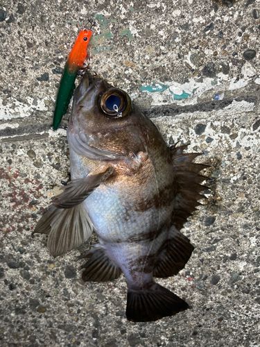 メバルの釣果