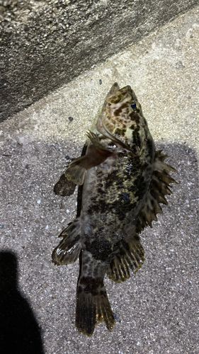 タケノコメバルの釣果