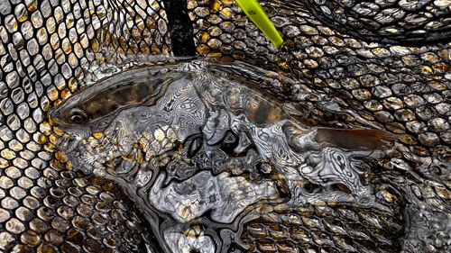 アマゴの釣果
