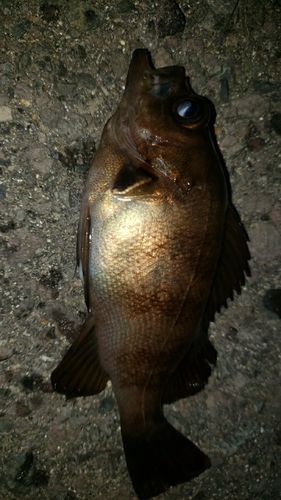 アカメバルの釣果