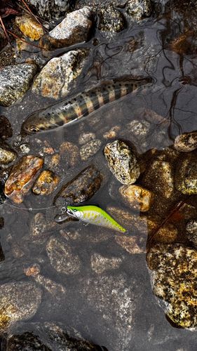 アマゴの釣果