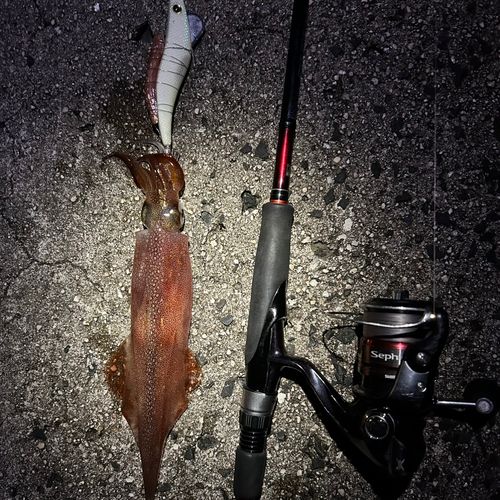 ヤリイカの釣果