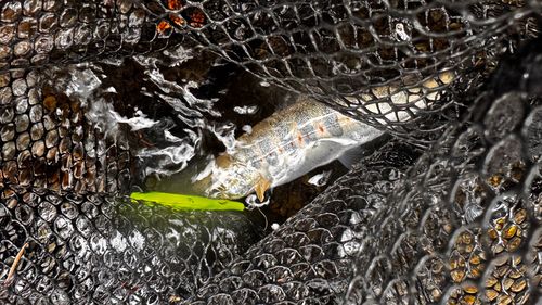 アマゴの釣果