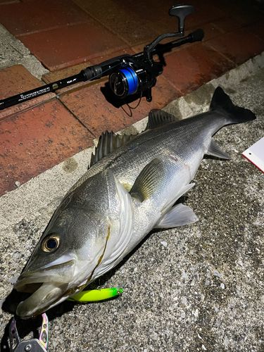 シーバスの釣果