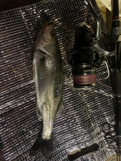 セイゴ（マルスズキ）の釣果