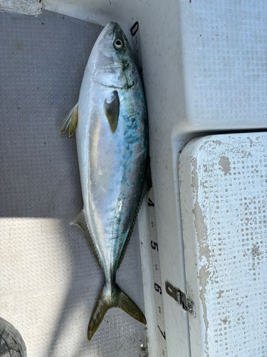 ヤズの釣果
