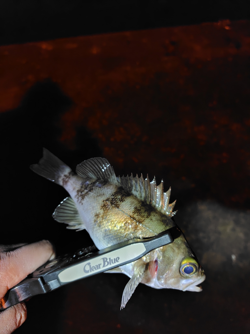SHIMANO 21ソアレXR S64UL+-Sの最安値・インプレ・釣果 | 本音の
