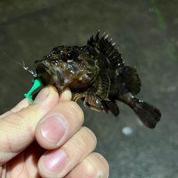 カサゴ
