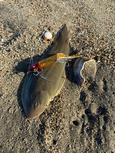 シタビラメの釣果