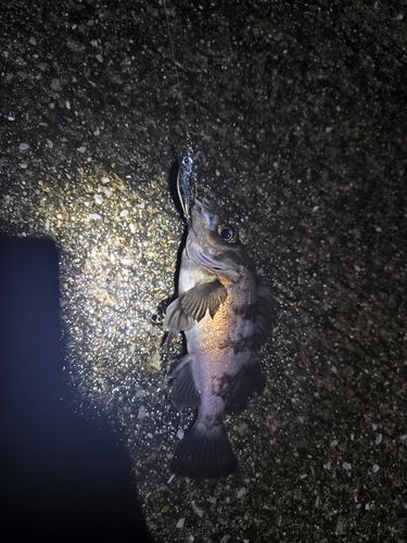 クロメバルの釣果