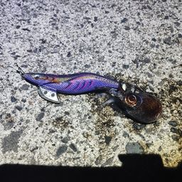 ミミイカ