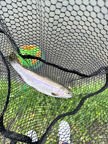 ニジマスの釣果