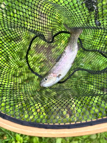 ニジマスの釣果