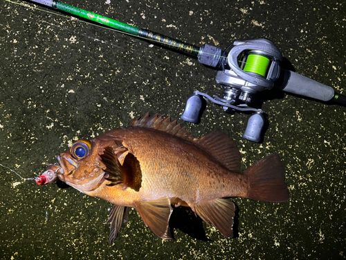 メバルの釣果
