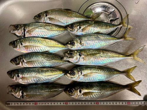 アジの釣果