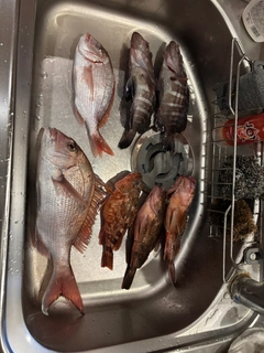 マダイの釣果