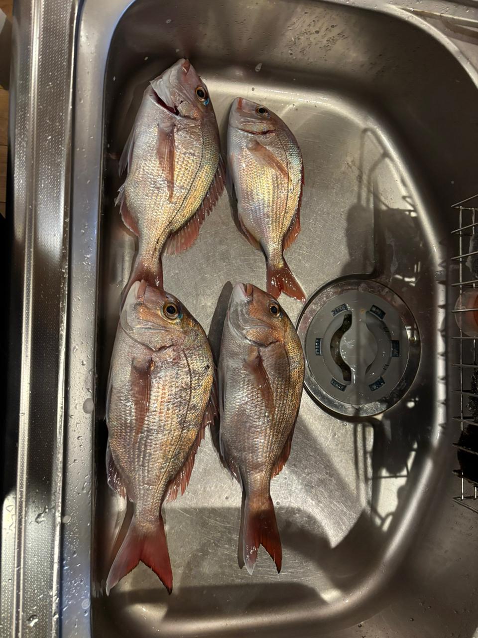 SHIMANO 18ワールドシャウラ 2701FF-2の最安値・インプレ・釣果