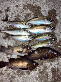 メバルの釣果
