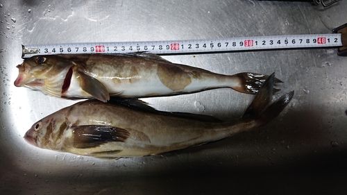 ホッケの釣果